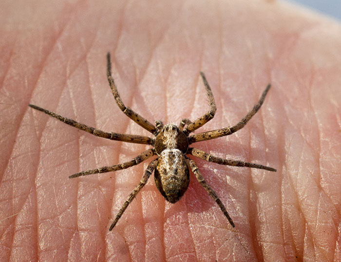 Philodromus sp.