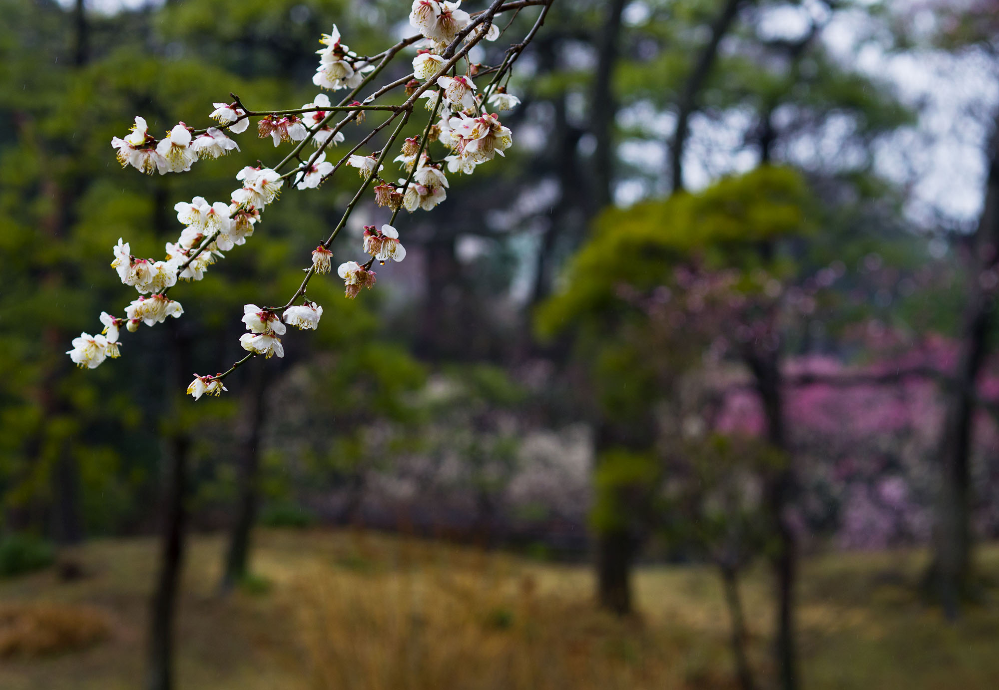Plum blossom