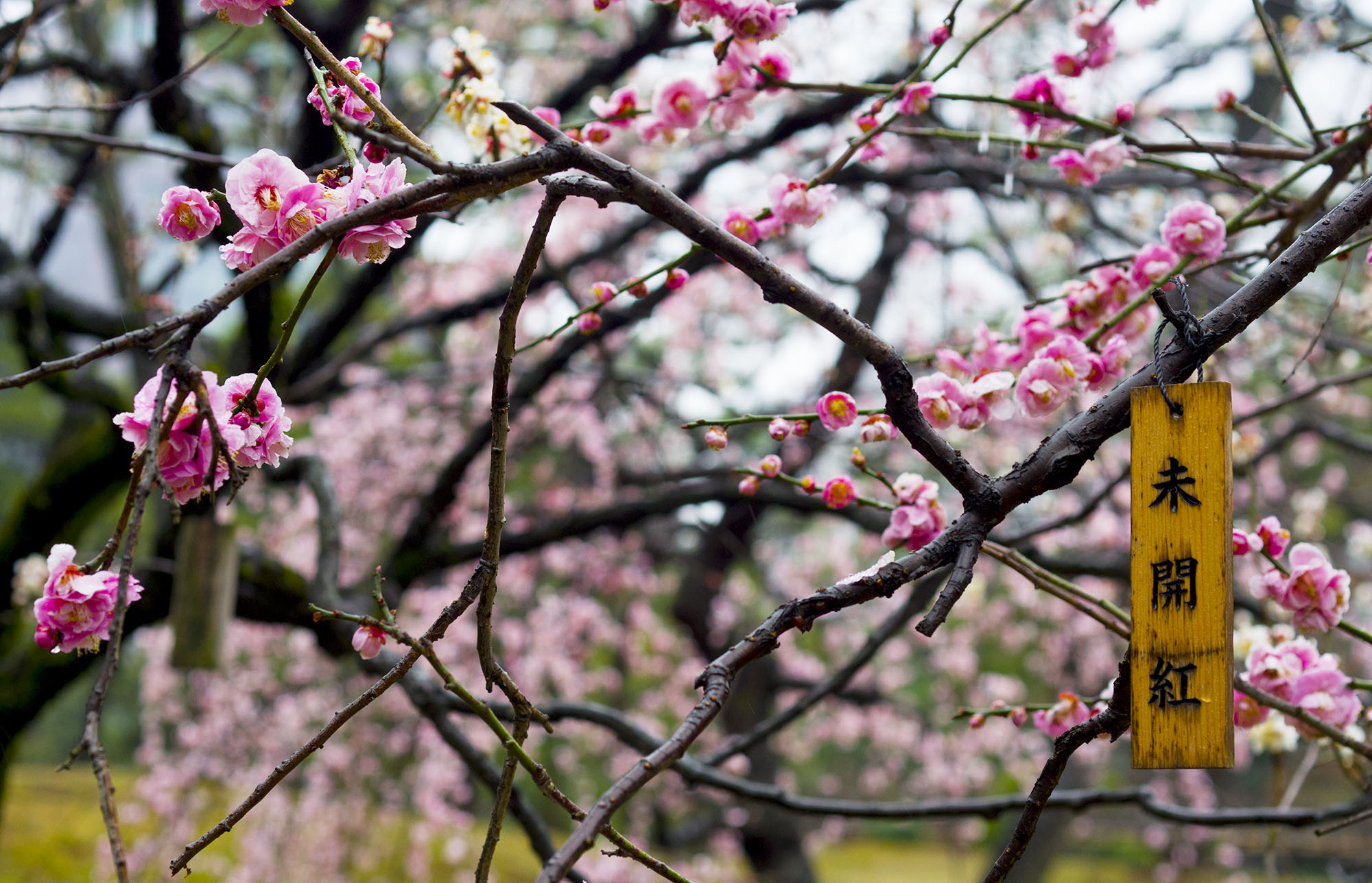 Plum blossom