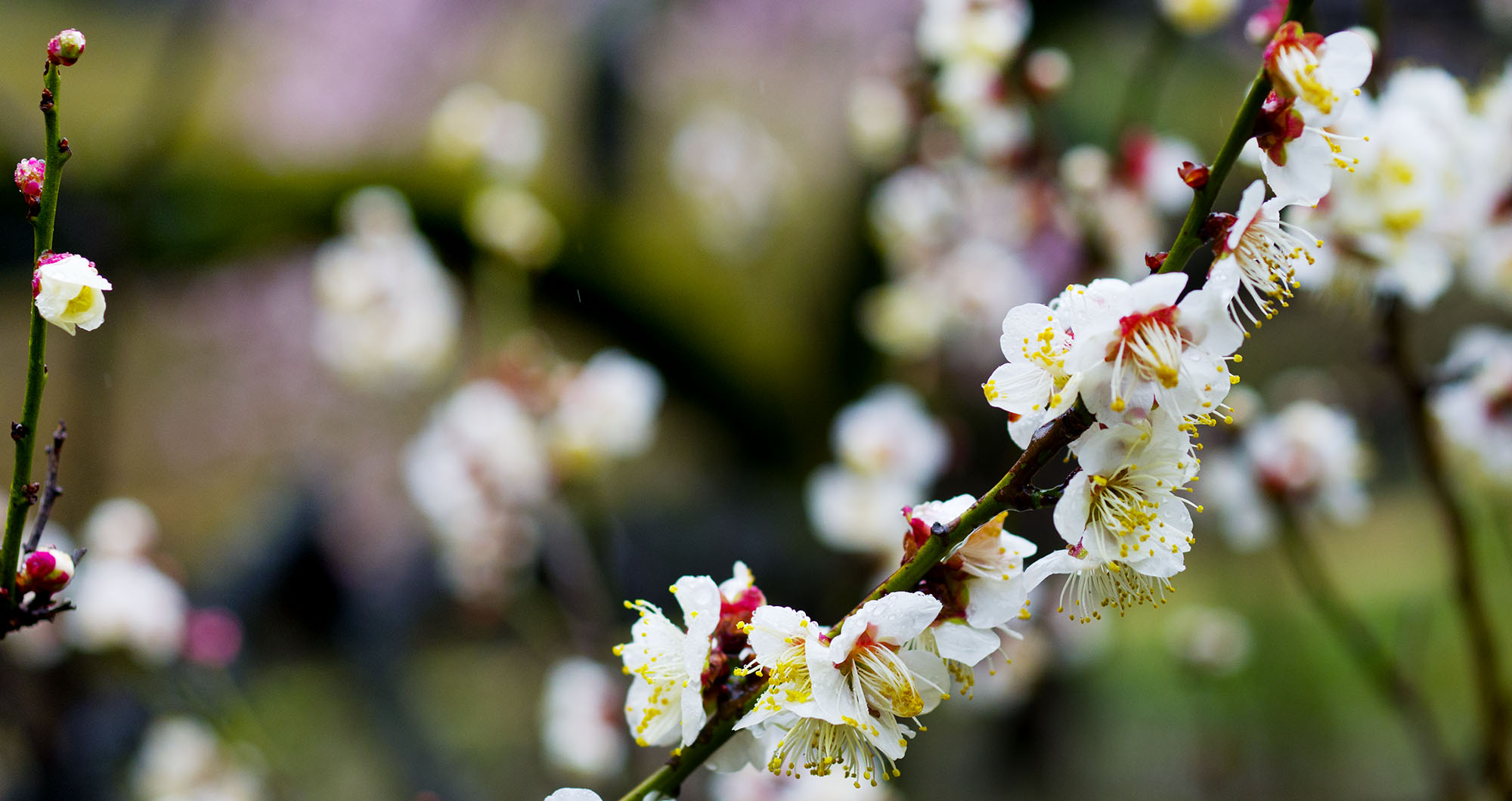 Plum blossom