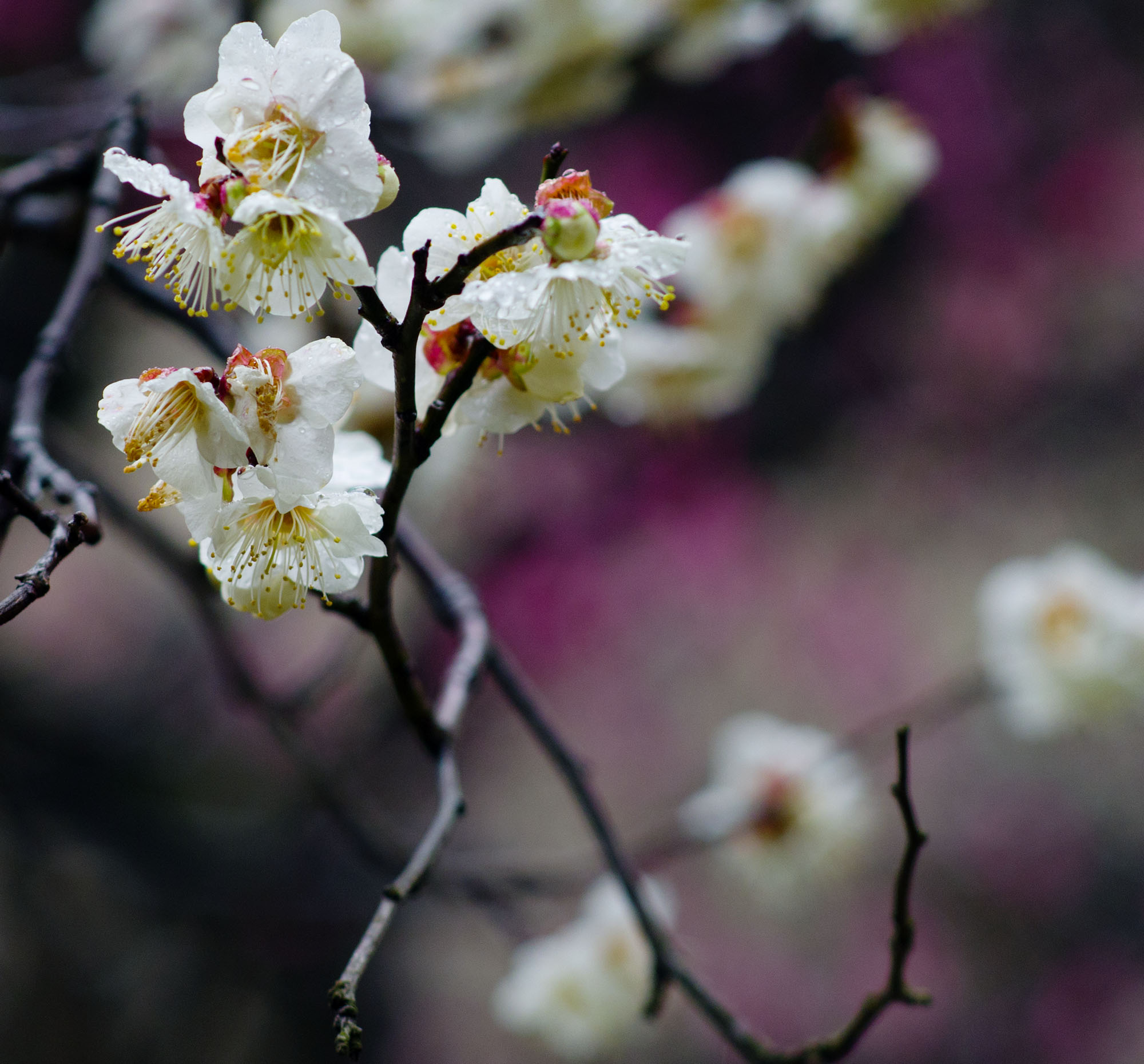 Plum blossom