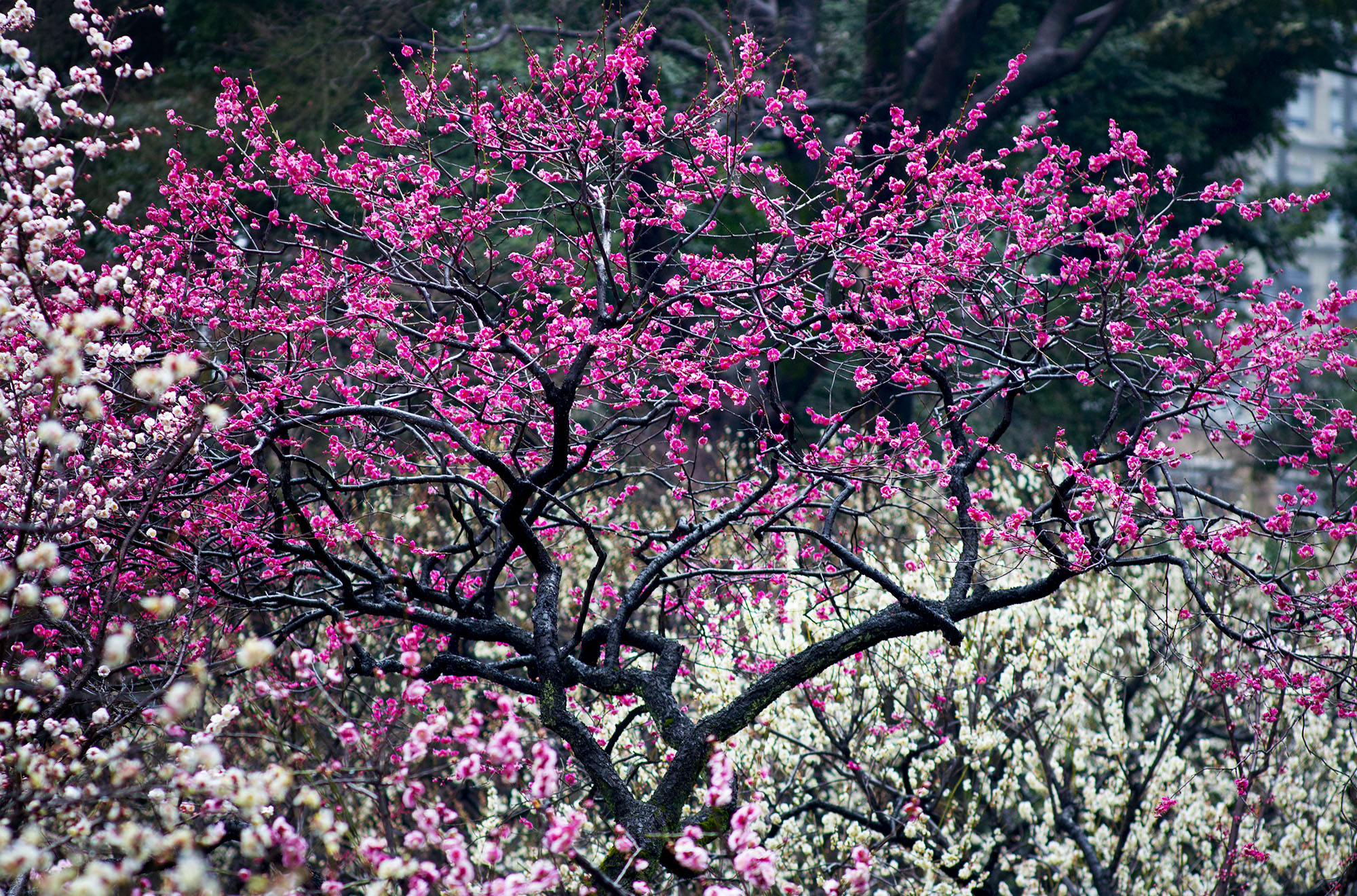 Plum blossom