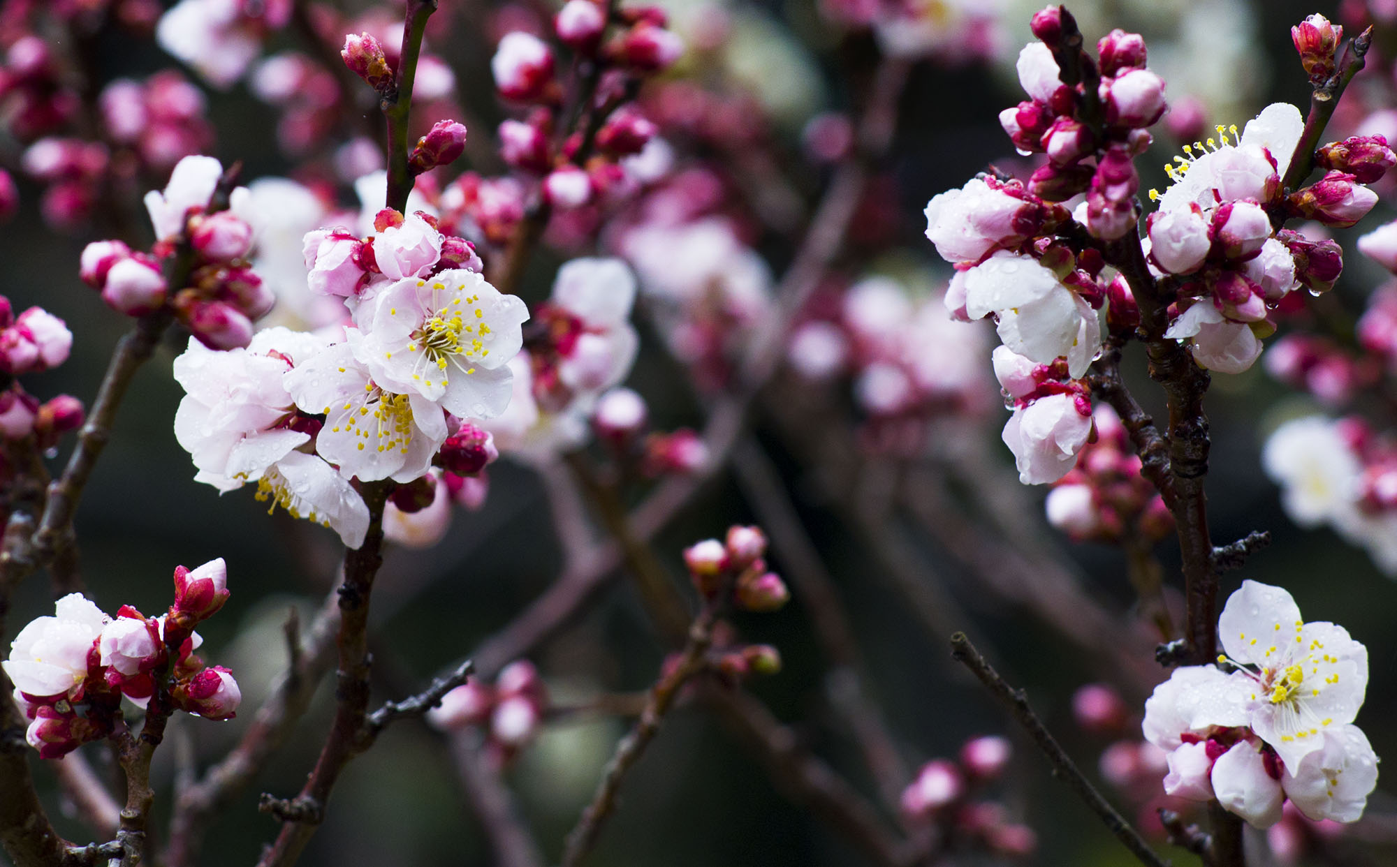 Plum blossom