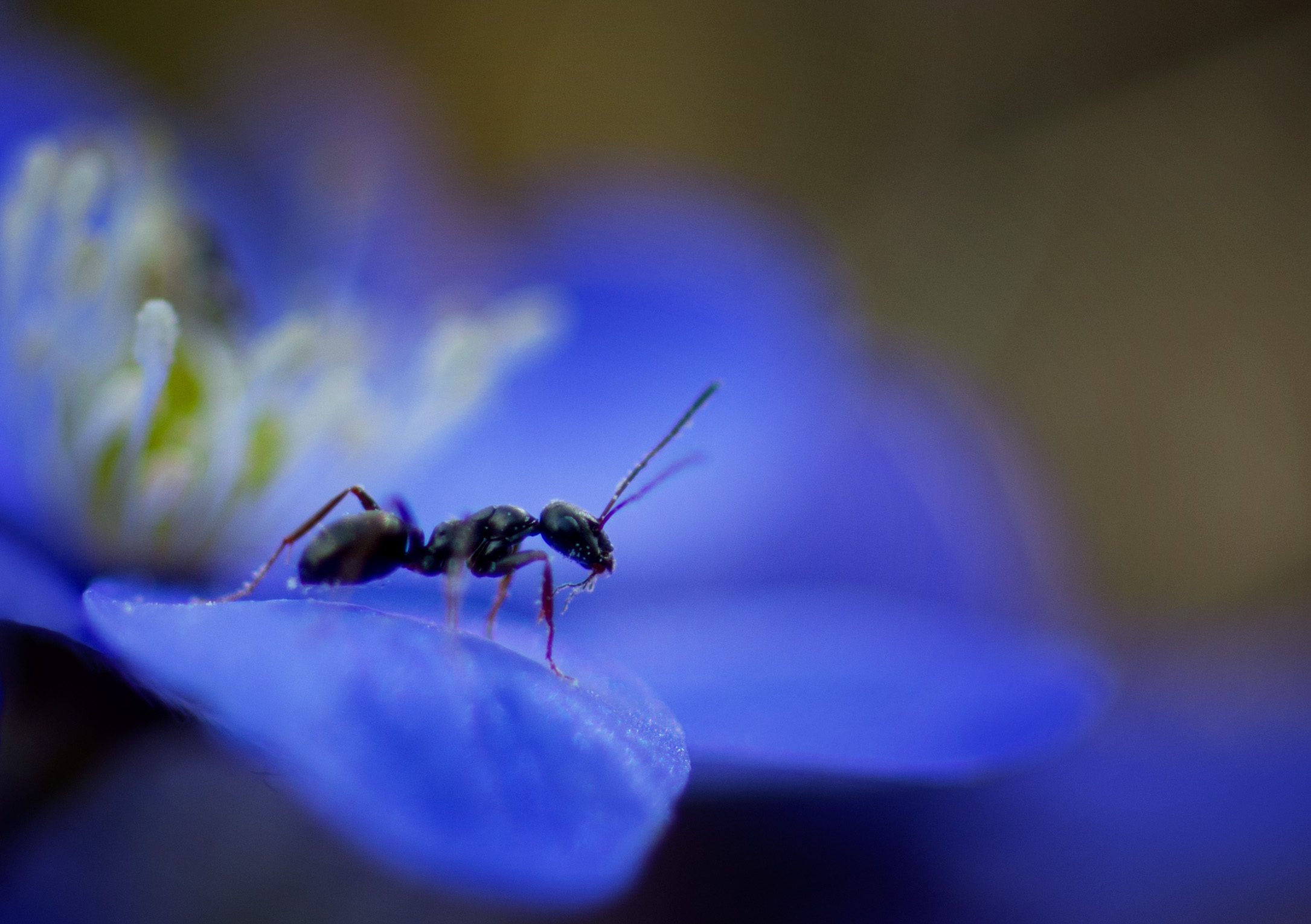 Ant on liverwort (Hepatica nobilis)