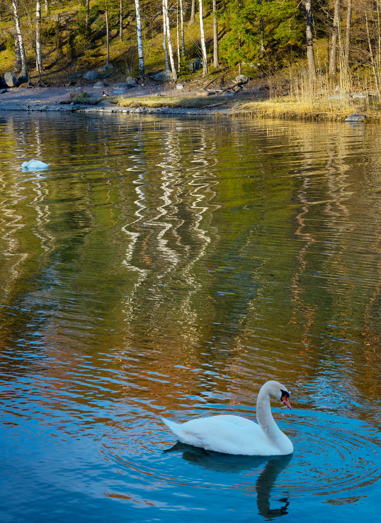 Couple of swans in Helsinki, Finland. Photography by Samuli Siltanen