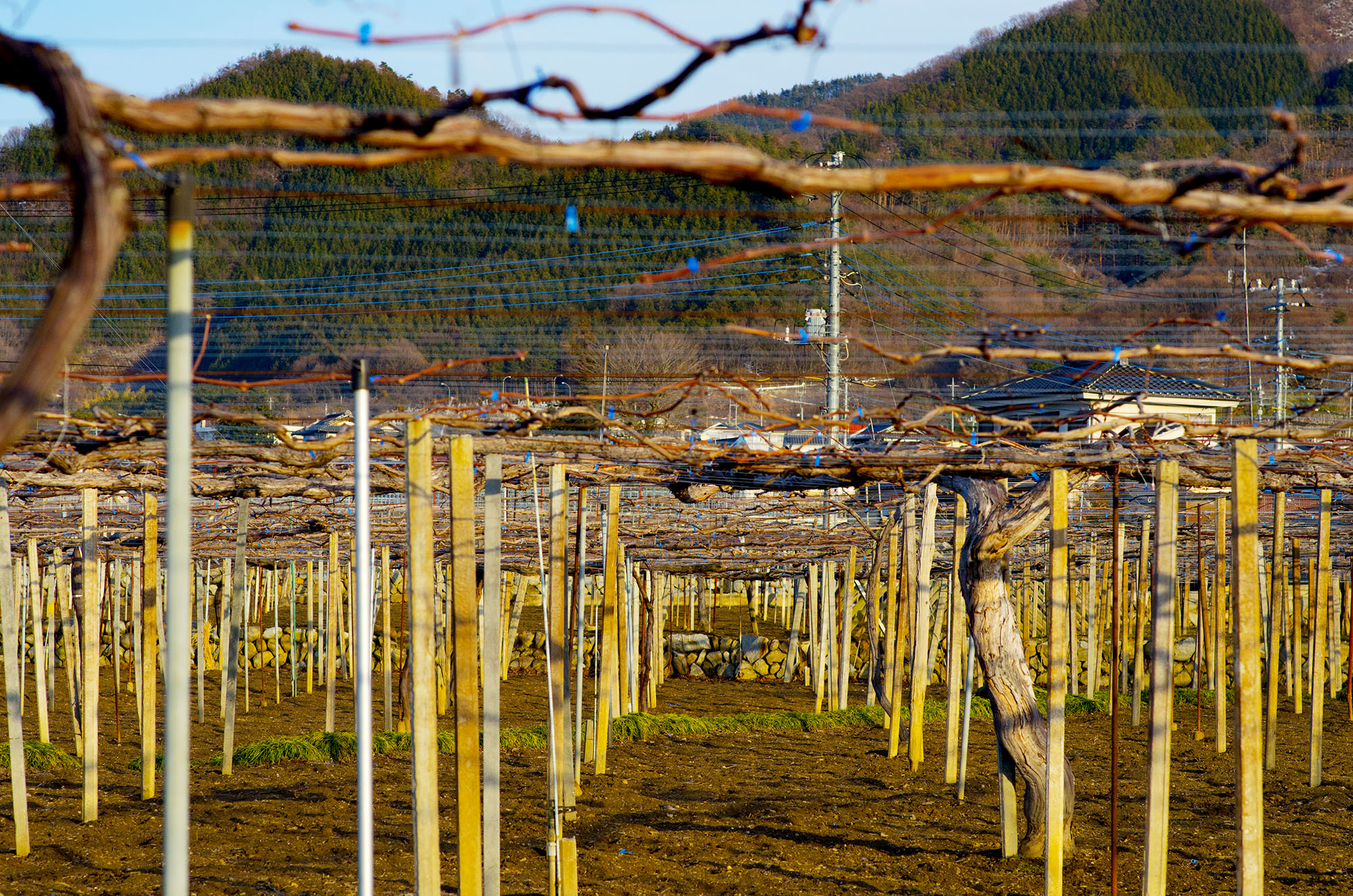 Grapevine in Katsunuma, Japan