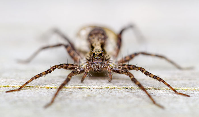 Pardosa lugubris