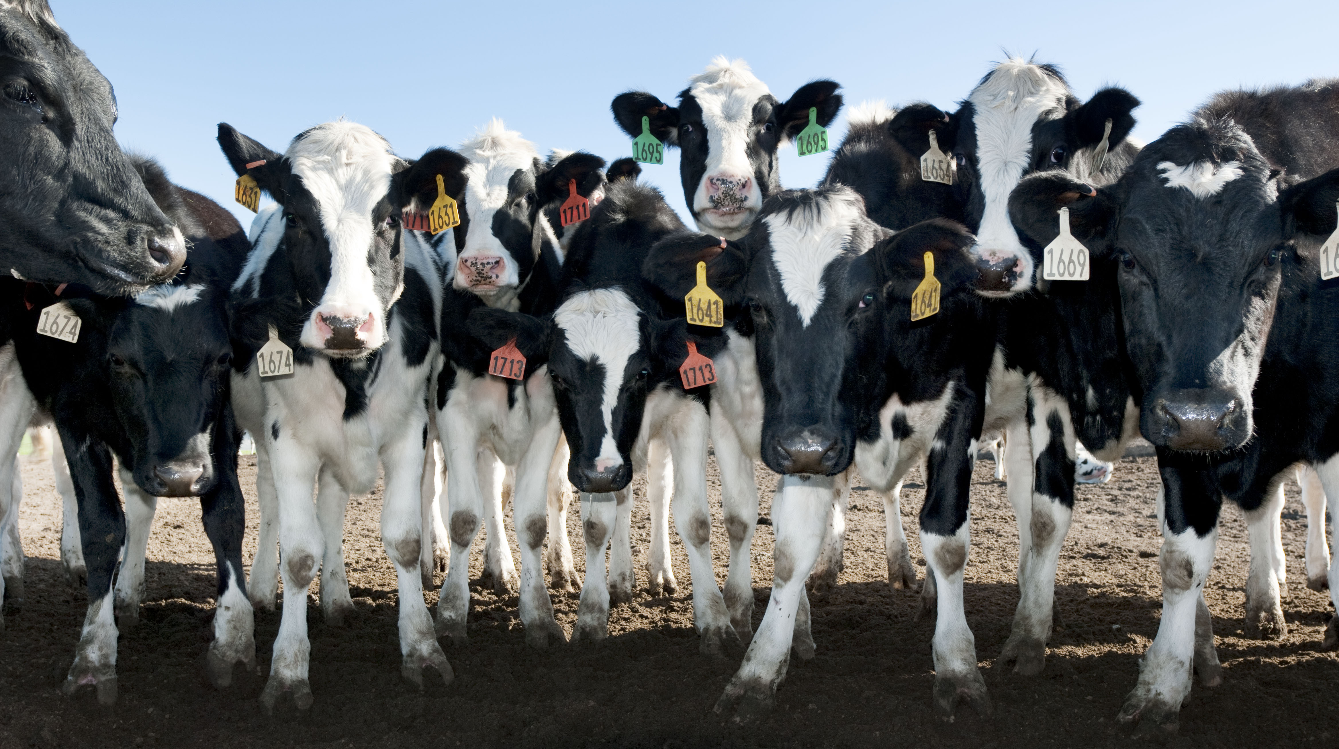 Cows in Point Reyes, California. Photographer: Samuli Siltanen 2010.